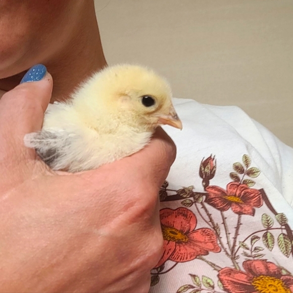 Meet your Posher, Ashley - Picture 2 of 11